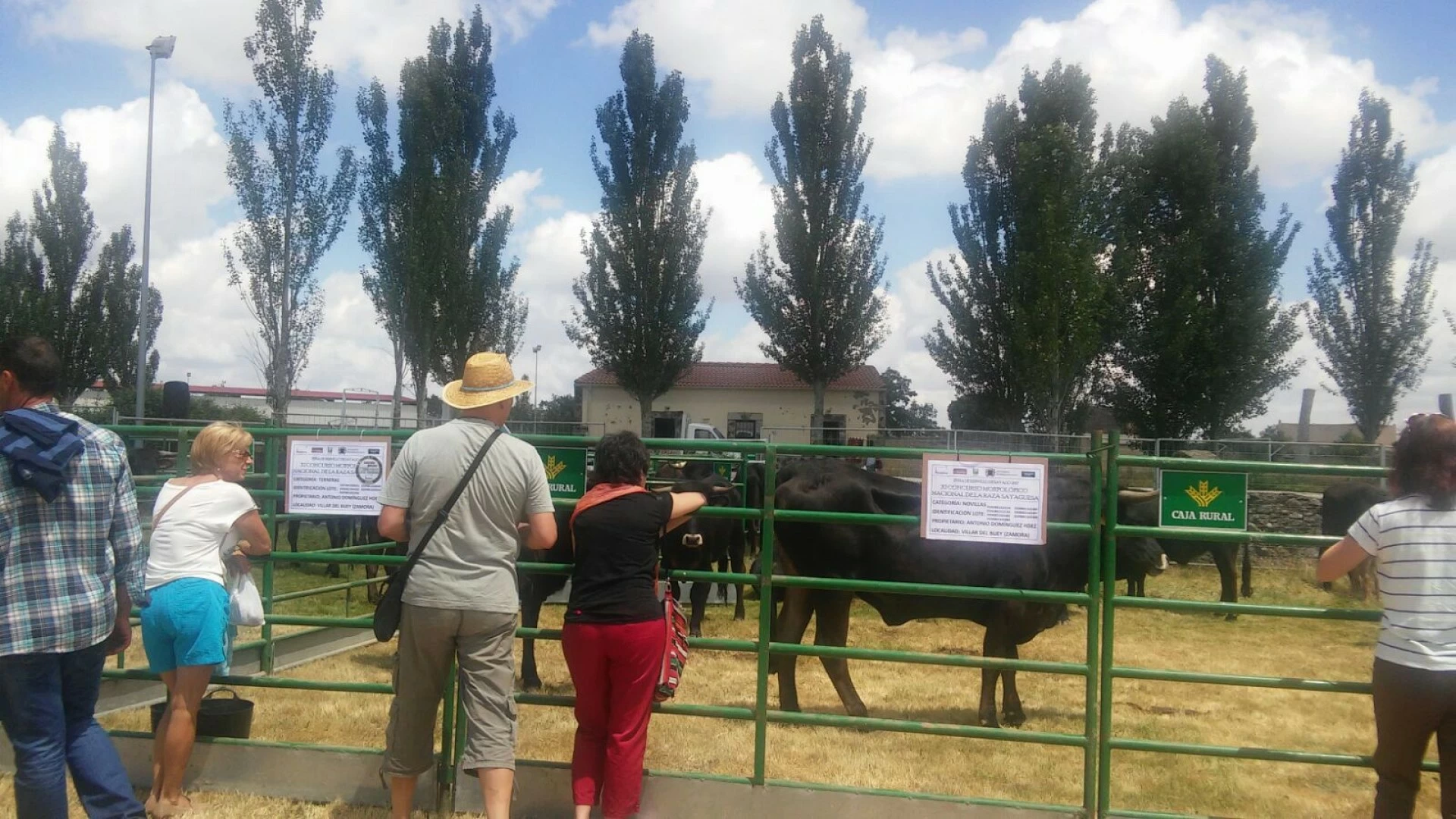 La vaca sayaguesa recupera su esplendor en la localidad zamorana de Bermillo de Sayago